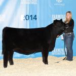 Pedersen Miss Chisum 270B  Reserve Senior Champion Heifer Calf, Stockade Roundup
 3rd in class Farmfair International