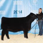 Pedersen Andee 292B 
Reserve Champion Black Angus Heifer in Legends of the Fall, Farmfair,   
2nd in class;Farmfair International,  
2nd in class; Stockade Roundup