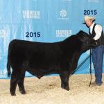 Pedersen Confidence 39C
Higher seller in our 2016 Bull Sale to Grant Lodge Farms & Diamond B Livestock