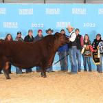 DFLC 43 Fortress 82H - Reserve Champion Red Angus Bull Farmfair International 2022